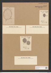 Diatomeae indet. Zeichnungen Sammlung Grunow Nr. 3735 (NHMW-BOT-W0371377)